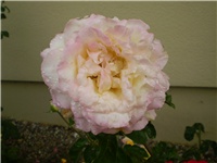 764172de-Picture 361.jpg